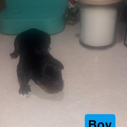 Boy - Black and tan male Dachshund puppy in Belton, South Carolina from Wideners Dachshunds