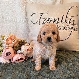 Olivia Alexandra Adult 13-15 lb - female Cavapoochon puppy in Fairmont, West Virginia from Family Raised Heirloom Companions
