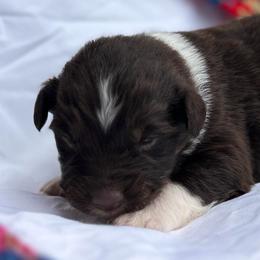 Buddy - Red tri-color male Australian Shepherd puppy in Butler, Georgia from Aussies at Howling Hill Farm