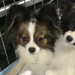 Papillons from Medlee