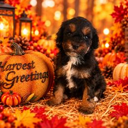 Dixie - Black and tan female Cavapoo puppy in Myrtle Beach, South Carolina from Colorful-K9'S