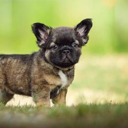 Dexter - Fawn male French Bulldog puppy in Baytown, Texas from Le Grand Bulldogs