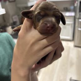 Coco - Chocolate and tan female Dachshund puppy in Tomball, Texas from Gutierrez House of Doxies