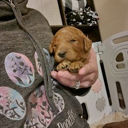 Goldendoodle Puppies from Kimber's Doodles