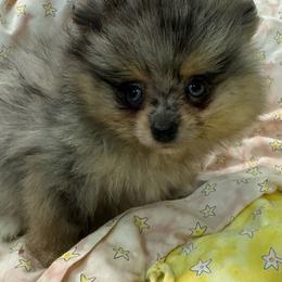 Two - Blue merle female Pomeranian puppy in Silver Springs, New York from Humehill