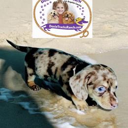 Dachshund Puppies from DTR