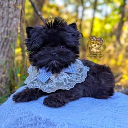 Tiny Babydoll Poppy - Black female Morkie puppy in Barren Springs, Virginia from Seeking Shalom Acres Maltese, Maltipoos & Havamalts