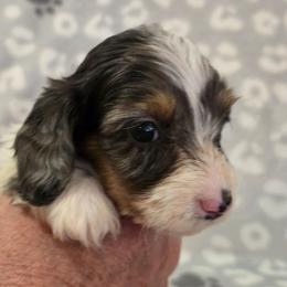 Zeus - Dapple male Dachshund puppy in Tonopah, Arizona from Desert Diamond Dachshunds