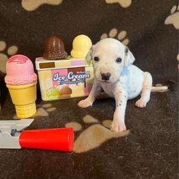 Rocky Road- Periwinkle- HUA - White and black female Dalmatian puppy in Claremore, Oklahoma from Lotsofdots Dalmatians