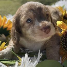 Seth - Chocolate and cream male Dachshund puppy in Bentonville, Arkansas from T & D Dachshunds by design