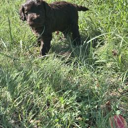 Catalina - Chocolate female Labradoodle puppy in Manchaca, Texas from Heartrock Labradoodles