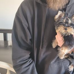 Chihuahua and Yorkshire Terrier Puppies from Royalty Tracks 👑🐾