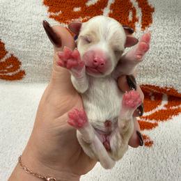 Luna - White female Chihuahua puppy in Seneca, Missouri from Stephanie’s Puppy Colony