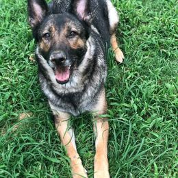 German Shepherd All Grown Up from Vickery Shepherds