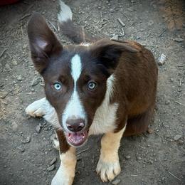 Duck - White and red male Border Collie puppy in Lakeport, California from Akins Aussies/Wild Rose Ranch