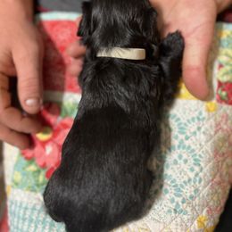 Shih Tzu Puppies from Jessica’s Shih Tzus