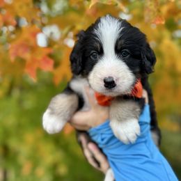Cider - male Australian Mountain Doodle puppy in Taylors, South Carolina from Aspen Mountain Doodles LLC