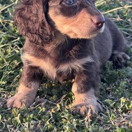 Bella - Chocolate and tan female Dachshund puppy in Bentonville, Arkansas from T & D Dachshunds by design