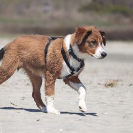 English Shepherd Puppies from Mondurles English Shepherds
