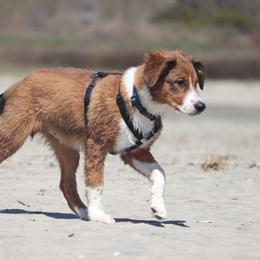 English Shepherd Puppies from Mondurles English Shepherds