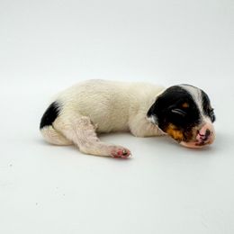 Scottie - Piebald male Dachshund puppy in Waddell, Arizona from Neu Doxies
