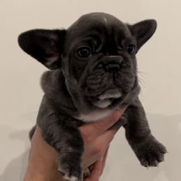 French Bulldogs from Wasia’s Frenchies