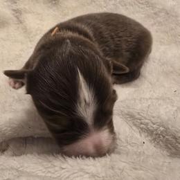 Kiku - Red & white male Toy Australian Shepherd puppy in Arlington, Texas from CopperHead Aussies