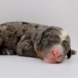 Hope - Merle female Bernedoodle puppy in Comanche, Texas from Central Texas Doodles, LLC.