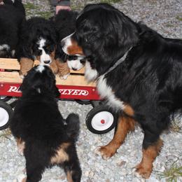 Maria - Bernese Mountain Dog