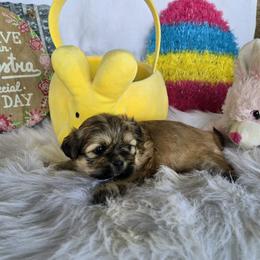 Sable boy - Sable male Shih Tzu puppy in Newark, Ohio from Gemini Kennels