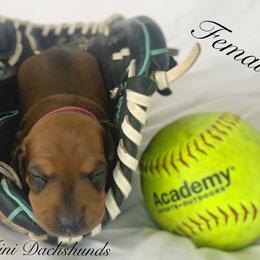 Dachshund Puppies from Marissa's Dachshunds (BooneDox Mini Dachshunds)