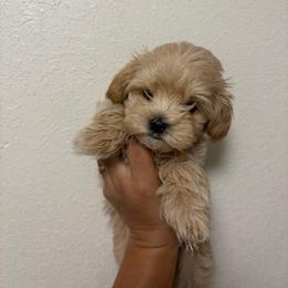 Boy 3 - Apricot male Maltipoo puppy in Weeki Wachee, Florida from Dreamspoodleandmaltese