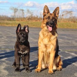 German Shepherds from Von Kühnheit German Shepherd Kennels