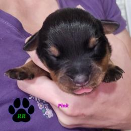 Pink - Black and mahogany female Rottweiler puppy in Tangent, Oregon from Raya's Royals