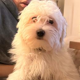 Won - White male Coton de Tulear puppy in Glenview, Illinois from MySoulKick_Coton