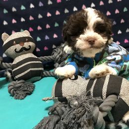Havanese Puppies from Homeward Havanese, LLC