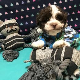 Havanese Puppies from Homeward Havanese, LLC