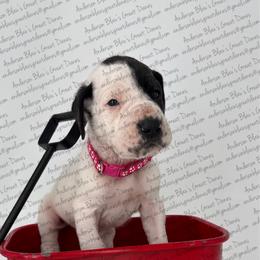 Luna - Black and white female Great Dane puppy in Granbury, Texas from Anderson Blau’s Great Danes