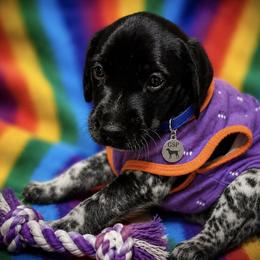 Purple Reserved - Black roan female German Shorthaired Pointer puppy in Hardeman County, Tennessee from Howell Farm GSP
