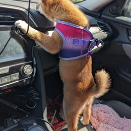 Shiba Inu Puppies from The Animal Farm at Clewiston