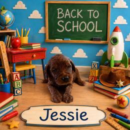 Girl 3 - Red  female Goldendoodle puppy in Julian, Pennsylvania from Happy Valley Doodles