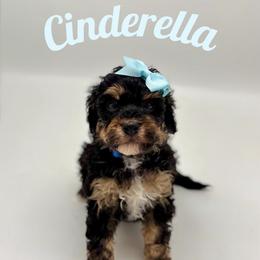 Cinderella - Tri-color female Bernedoodle puppy in Munster, Indiana from Miranda’s Sunshine Poodles and Doodles