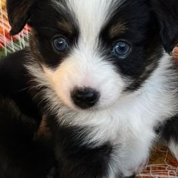Miniature Australian Shepherds from ST Forest Aussies
