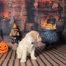 Teal girl - Caramel cream female Labradoodle puppy in El Paso, Texas from My Cuddly Doodles