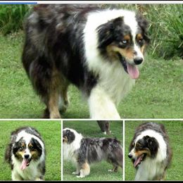 Axel - Australian Shepherd
