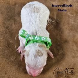 Incredibolt - Parti male Goldendoodle puppy in Peyton, Colorado from Grace N Faith Doodles