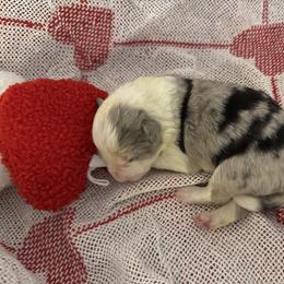 Valor - Blue merle female Border Collie puppy in Mckinney, Texas from Border Collies of Ruidoso