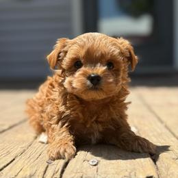Penny - Red female Yorkipoo puppy in Oakland, Kentucky from Imperial Dogs
