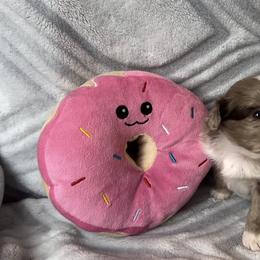 Miniature Australian Shepherd and Toy Australian Shepherd Puppies from Cherry Grove Kennel