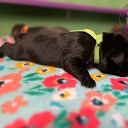 Cane Corso Puppies from Killing Joke Kennels, LLC